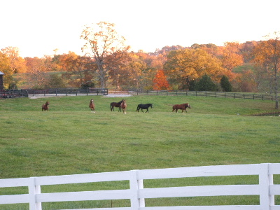 farm_fall_2005_009.jpg